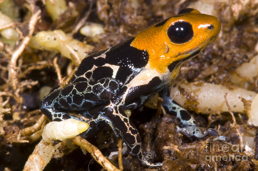 Crowned Poison Frog #9 Photograph by Dante Fenolio