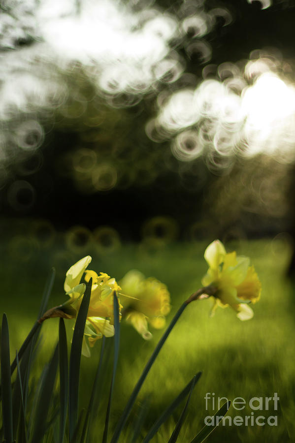 Daffodils #9 Photograph by Ang El
