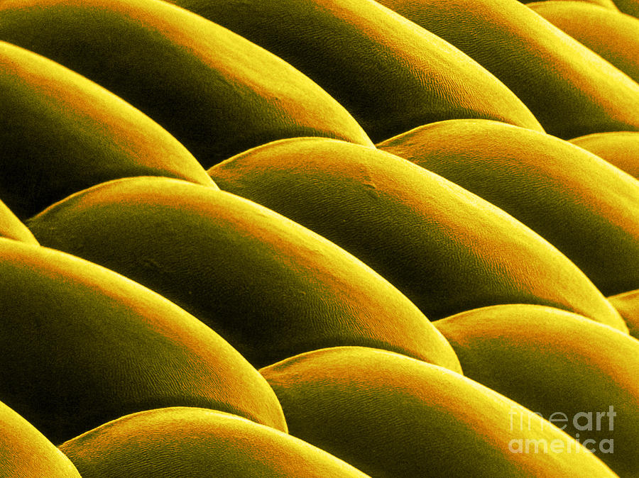 Nature Photograph - Deer Fly Eye, Sem #9 by Science Source