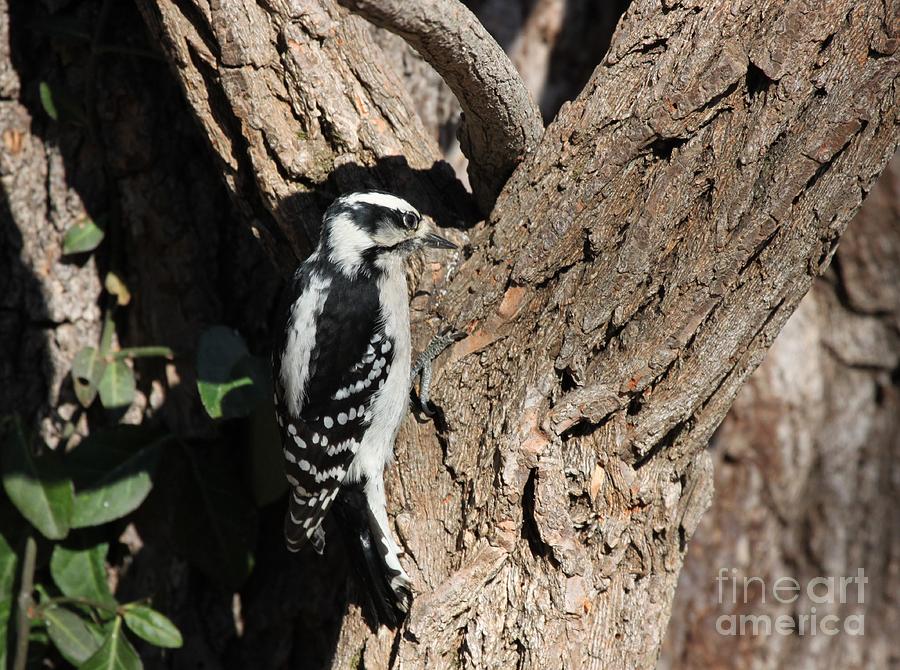 Downy Woodpecker #9 Photograph by Jack R Brock