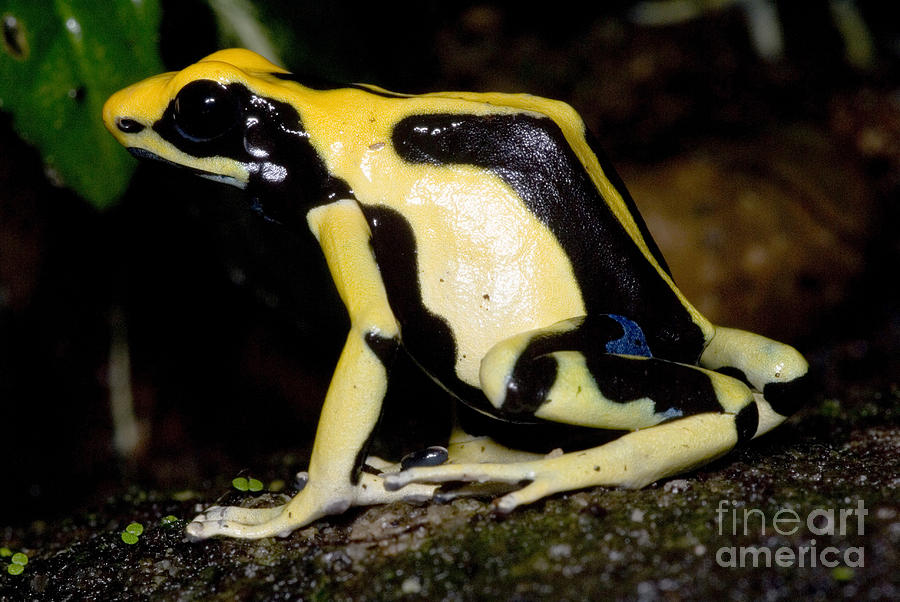 Dyeing Poison Frog #9 Photograph by Dante Fenolio