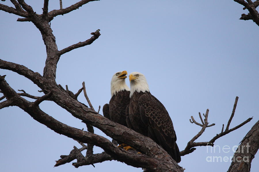 Eagles #9 Photograph by Jeanne Andrews
