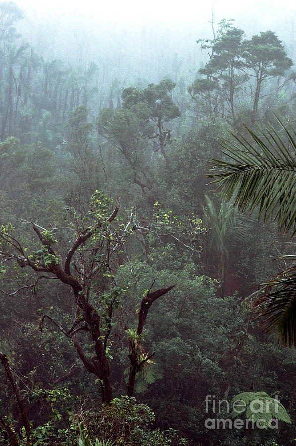 El Yunque National Forest #9 Photograph by Thomas R Fletcher