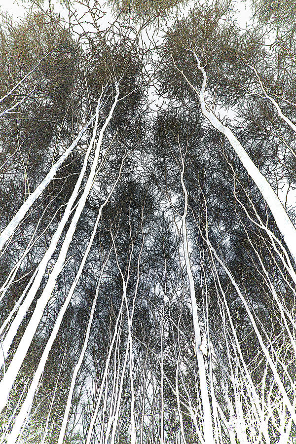 Epping forest Art Digital Art by David Pyatt Pixels