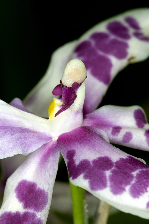 Orchid Photograph - Exotic Orchid Flower #9 by C Ribet