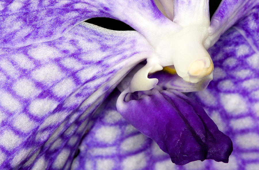 Orchid Photograph - Exotic Orchid Flowers of C Ribet #9 by C Ribet