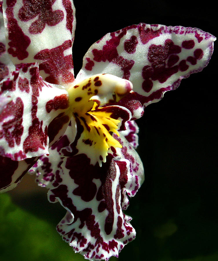 Exotic Orchids of C Ribet #9 Photograph by C Ribet