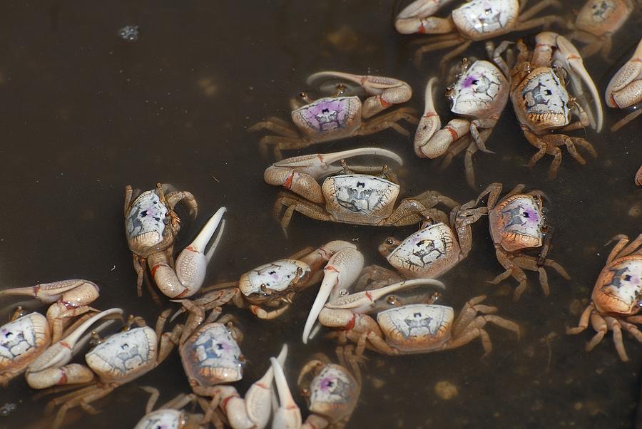 Fiddler crabs #9 Photograph by David Campione