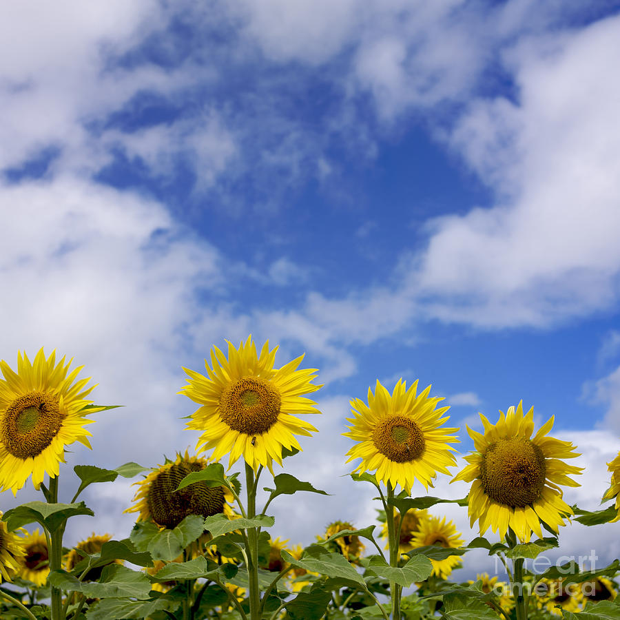 Field of sunflowers #9 Photograph by Bernard Jaubert