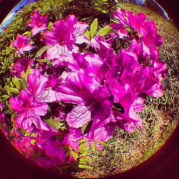 Nature Photograph - #flower #blossom #nature #plant #plants #9 by Julianna Rivera-Perruccio