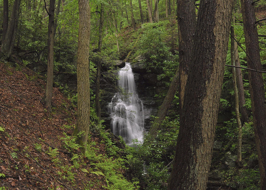 Forest Waterfall #2 Photograph by Stephen Vecchiotti