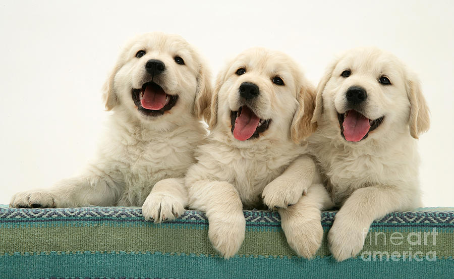 Golden Retriever Puppies #9 Photograph by Jane Burton