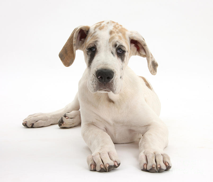 Great Dane Pup #9 Photograph by Mark Taylor