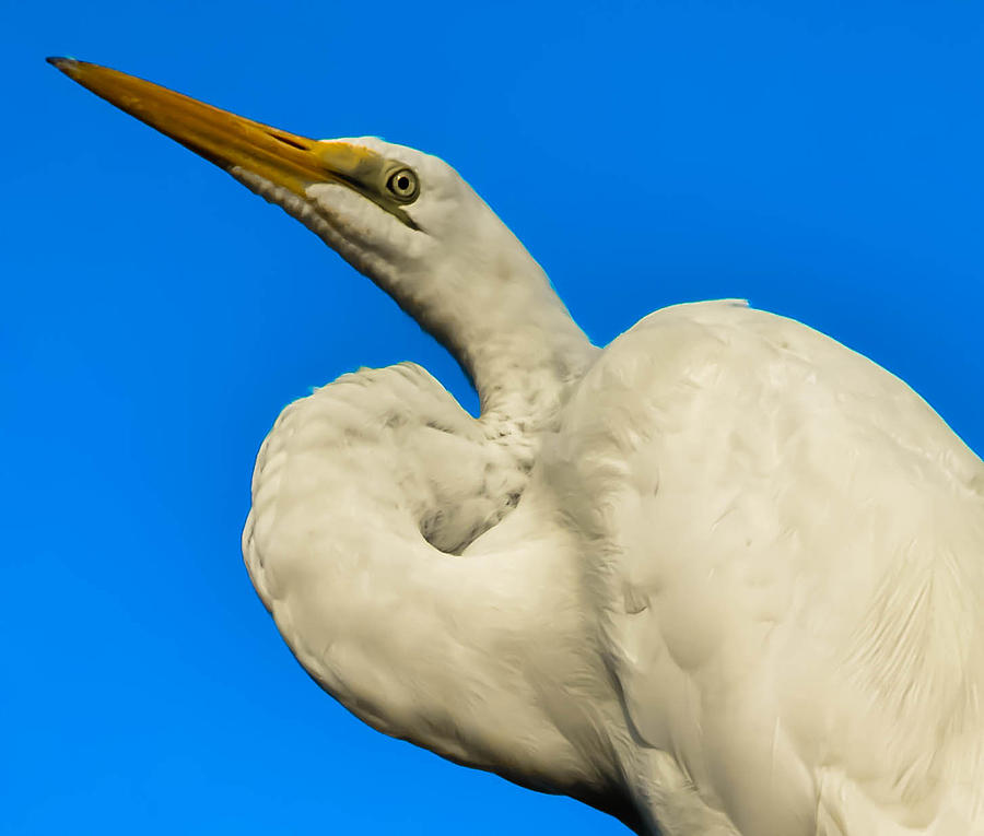 Great White Heron Photograph by Brian Stevens Fine Art America
