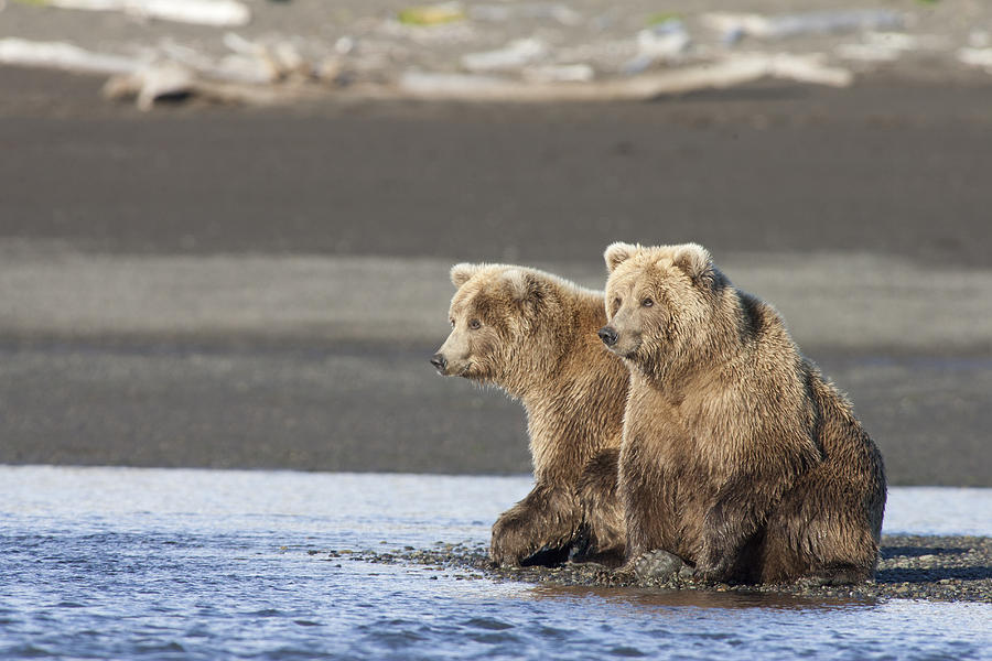 Grizzly Bear Ursus Arctos Horribilis #9 Photograph by Matthias Breiter