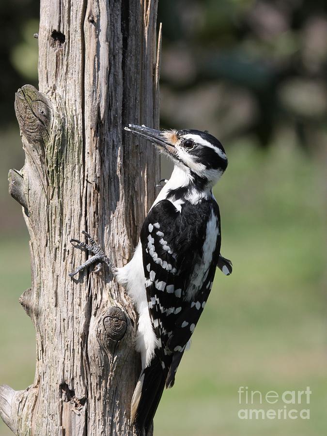 Hairy Woodpecker #9 Photograph by Jack R Brock