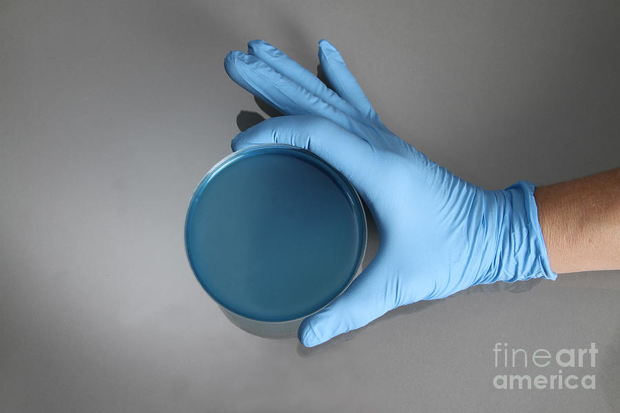 Hand Holding Petri Dish #9 Photograph by Photo Researchers