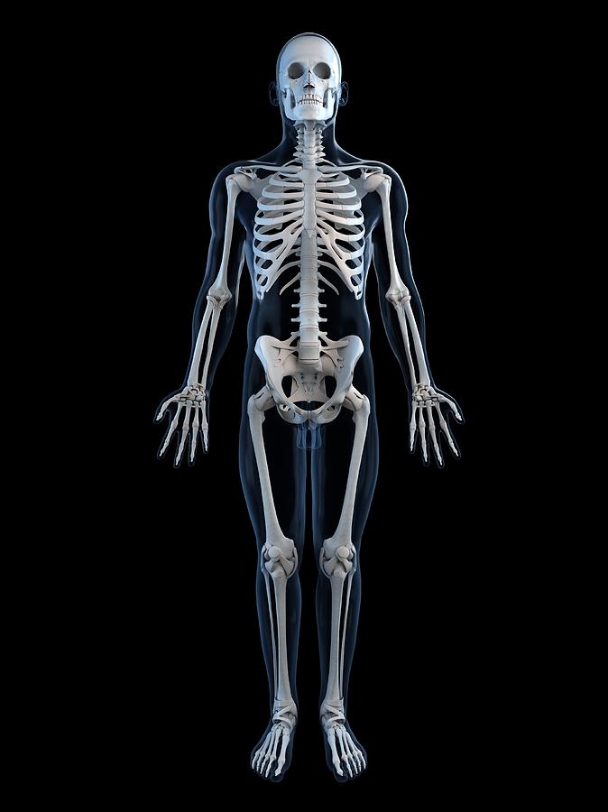 Human Skeleton, Artwork #9 Digital Art by Sciepro