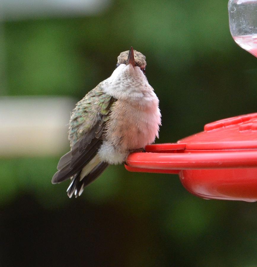 baby hummings birds
