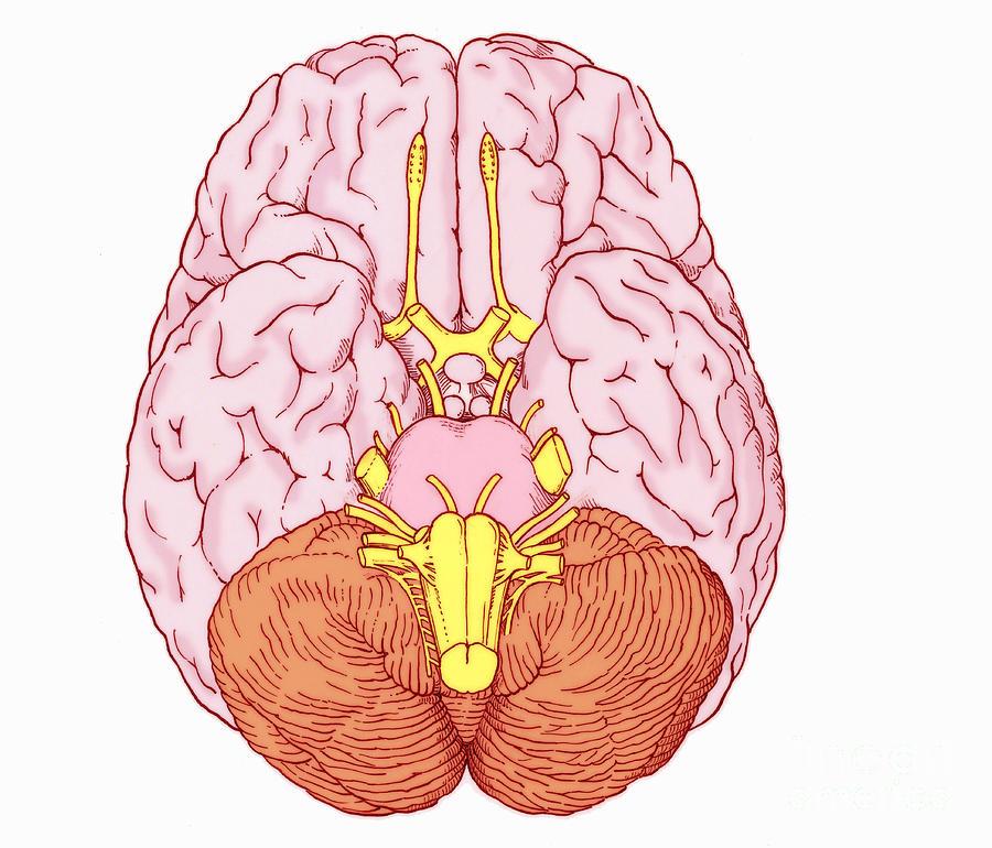 Illustration Of Cranial Nerves #9 Photograph by Science Source