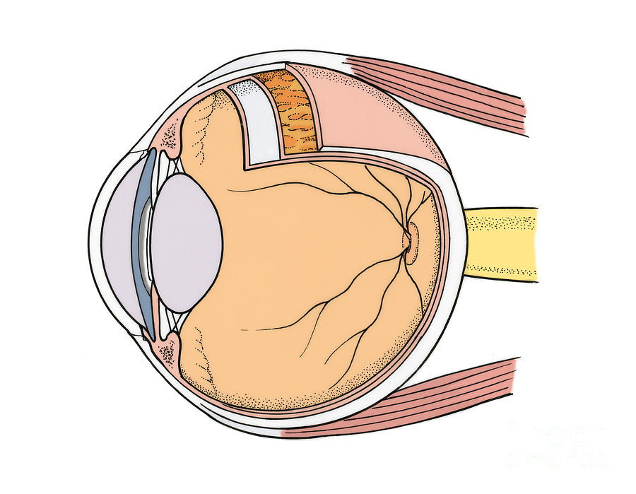 Illustration Of Eye Anatomy #9 Photograph by Science Source