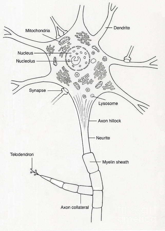 Medical Photograph - Illustration Of Motor Neuron #9 by Science Source
