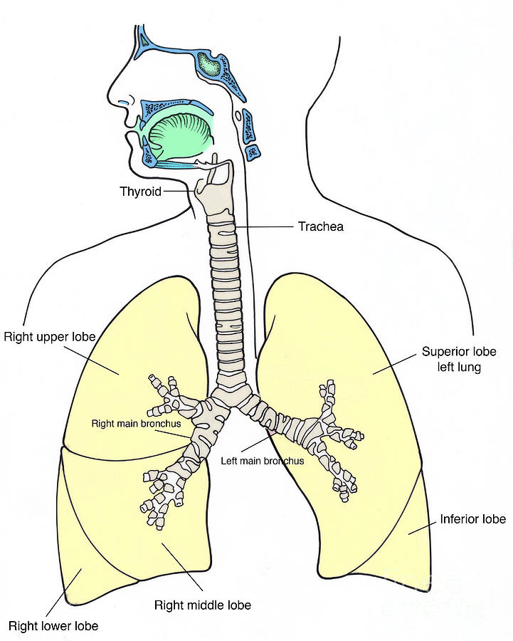 Illustration Of Respiratory System Photograph by Science Source - Pixels