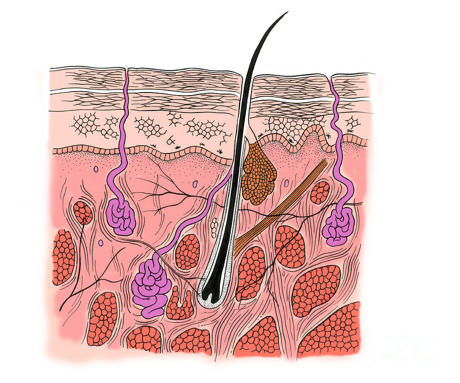 Illustration Of Skin Section Photograph by Science Source | Fine Art ...