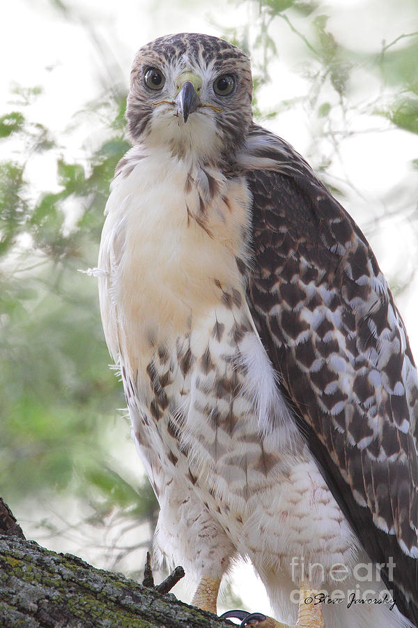 Immature Red Tail Hawk #9 Photograph by Steve Javorsky