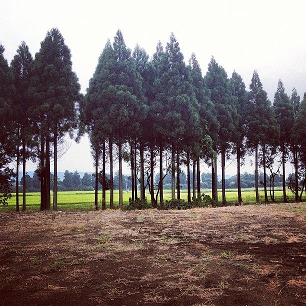 Tree Photograph - #japan #japantrip2012 #ilovejapan #9 by Logan Mcpherson