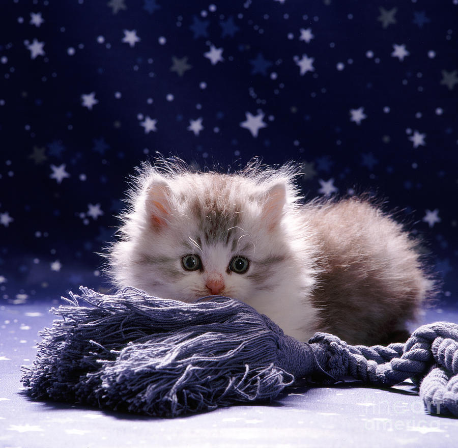 Animal Photograph - Kitten #9 by Jane Burton