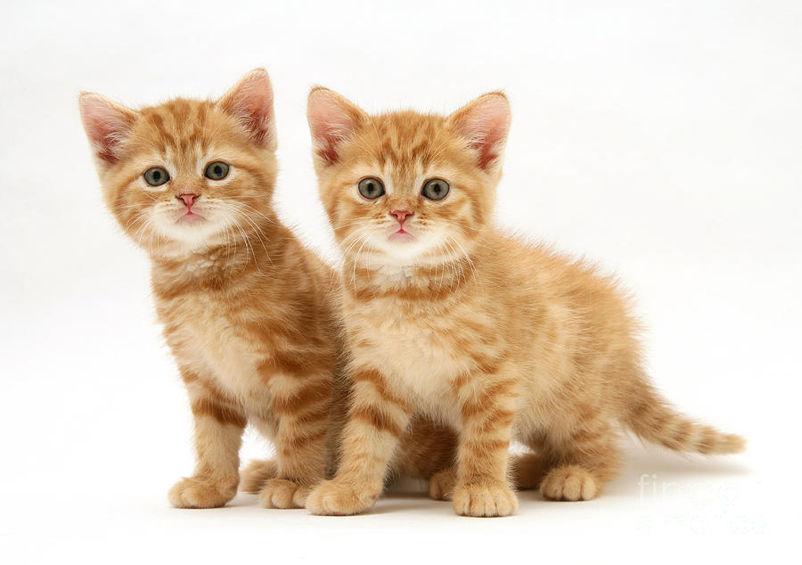Kittens by Jane Burton.