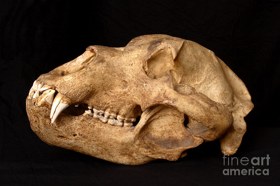 Kodiak Bear Skull #9 Photograph by Ted Kinsman