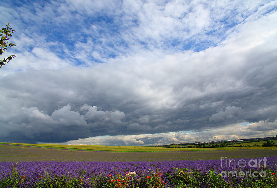 Lavenders #9 Photograph by Milena Boeva