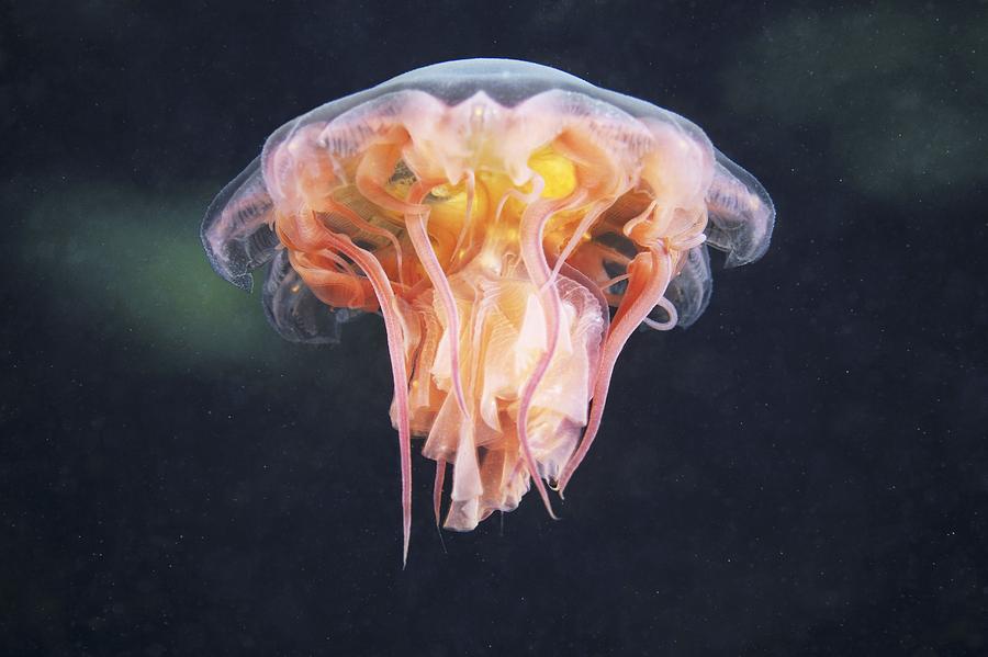 Animal Photograph - Lions Mane Jellyfish #9 by Alexander Semenov