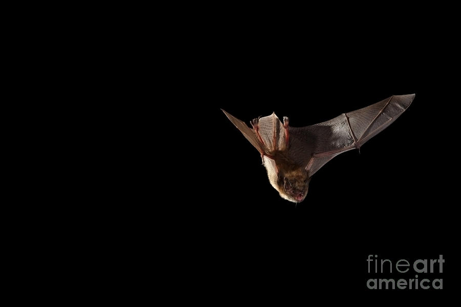 Wildlife Photograph - Little Brown Bat #9 by Ted Kinsman