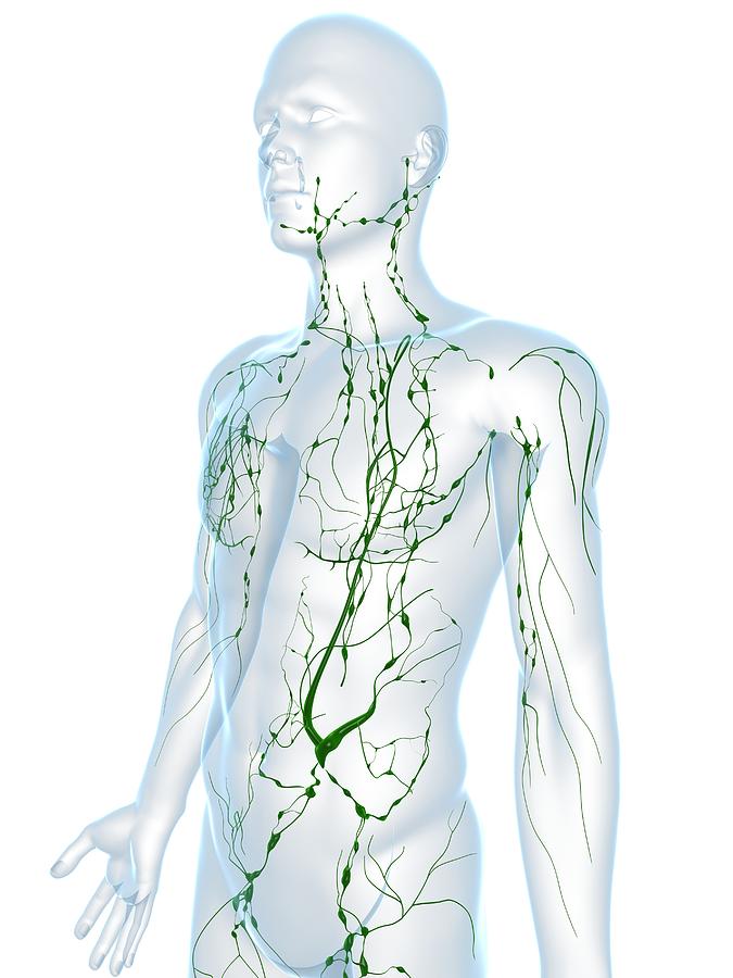 Lymphatic System, Artwork Photograph by Sciepro - Fine Art America