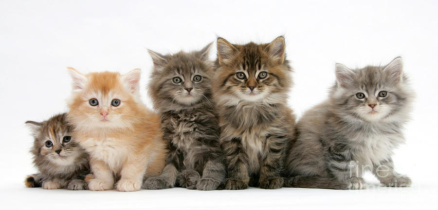 Maine Coon Kittens #8 Photograph by Mark Taylor