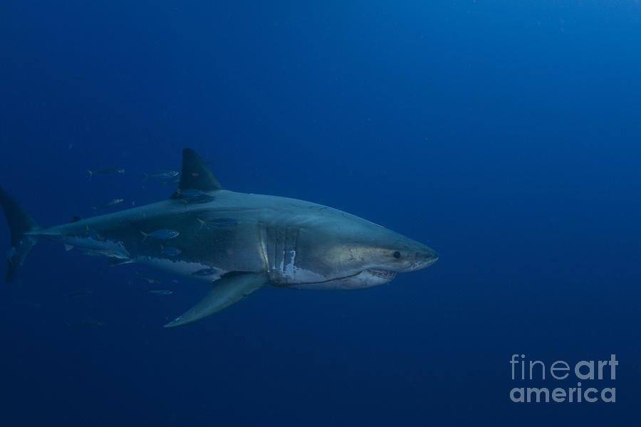 Male Great White Shark, Guadalupe Photograph