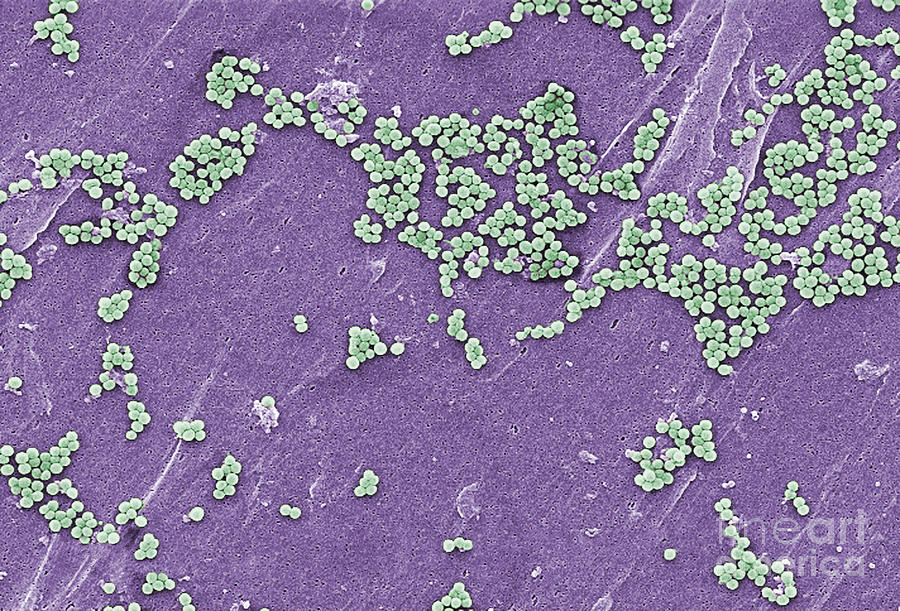Methicillin-resistant Staphylococcus #9 Photograph by Science Source