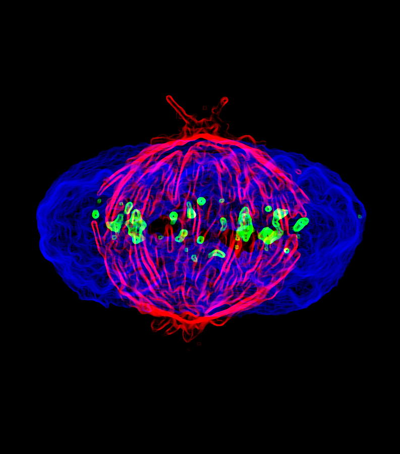 Metaphase Photograph - Mitosis #9 by Dr Paul Andrews, University Of Dundee