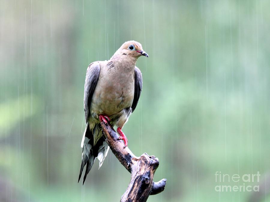 Mourning Dove #9 Photograph by Jack R Brock