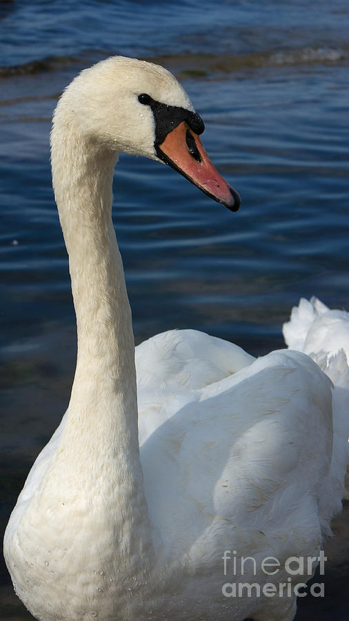 Mute Swan #9 Photograph by Mareko Marciniak