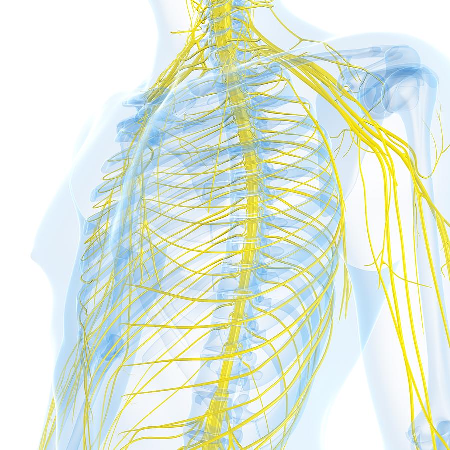 Nervous System, Artwork #9 Digital Art by Sciepro