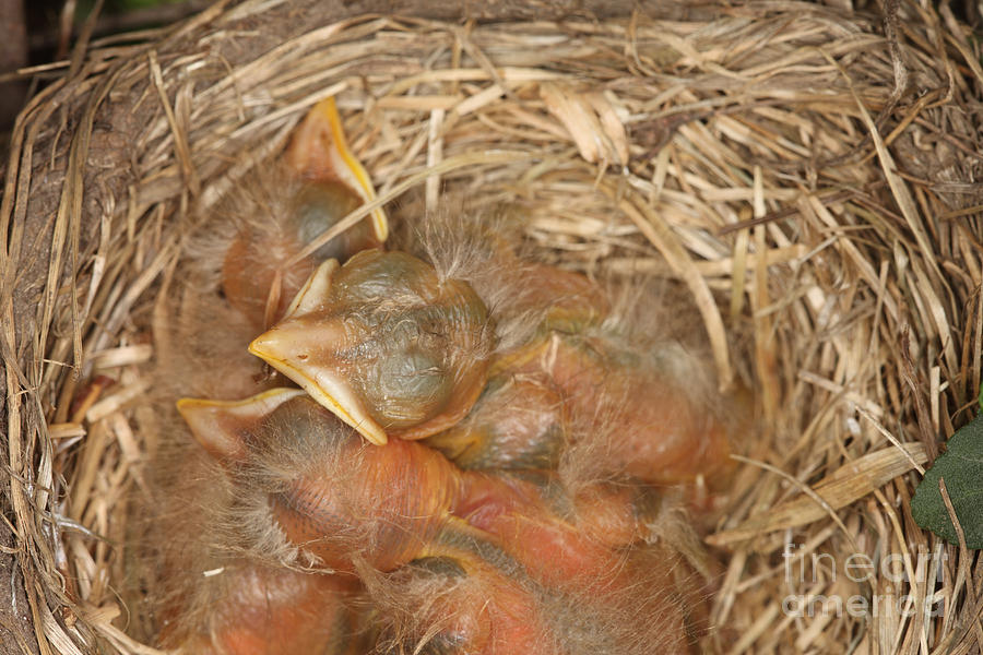 Newborn Robin Nestlings #9  by Ted Kinsman