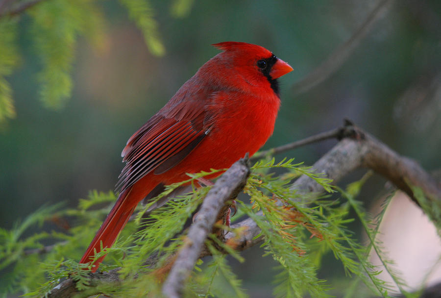 Northern Cardinal #9 Photograph by Perry Van Munster