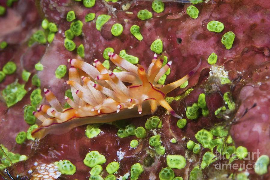 Nudibranch Feeding On Algae, Papua New #9 Photograph by Terry Moore