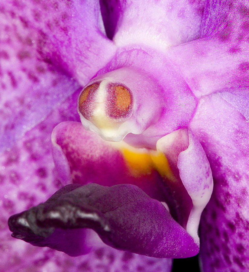 Orchid Flower Bloom #9 Photograph by C Ribet