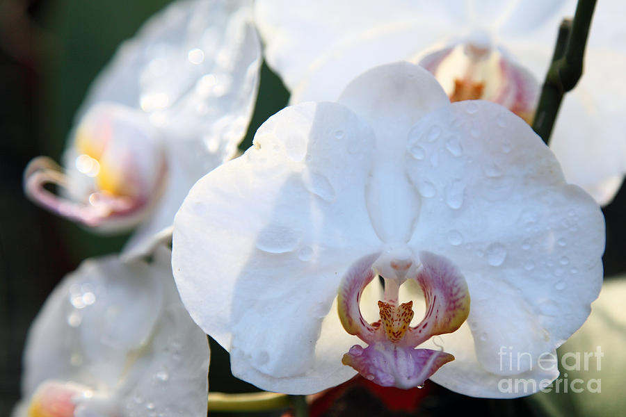 Orchid  #9 Photograph by Milena Boeva