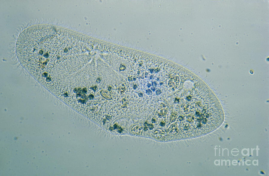 Light Microscopy Photograph - Paramecium Caudatum #9 by M. I. Walker
